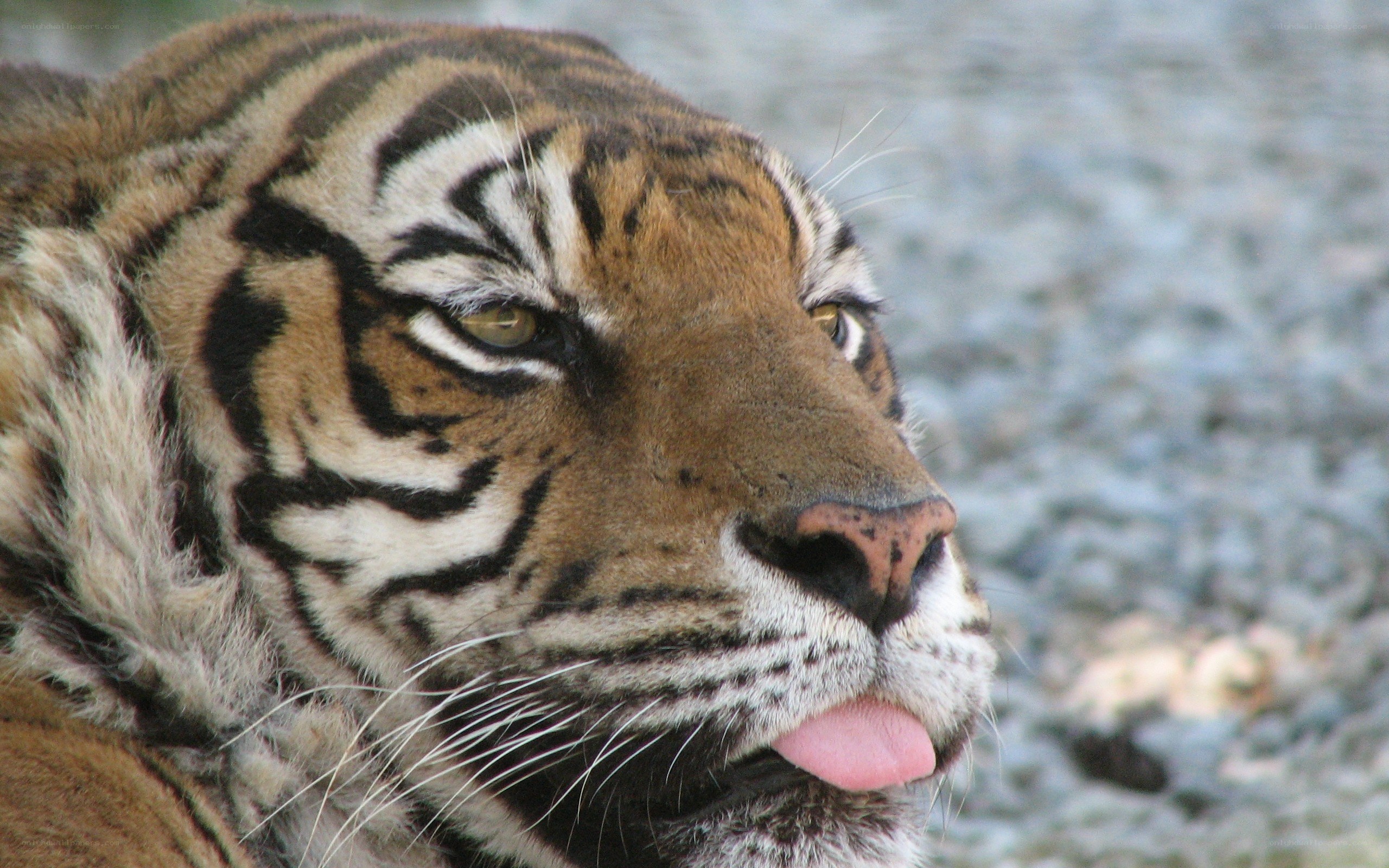 tiger with tongue out