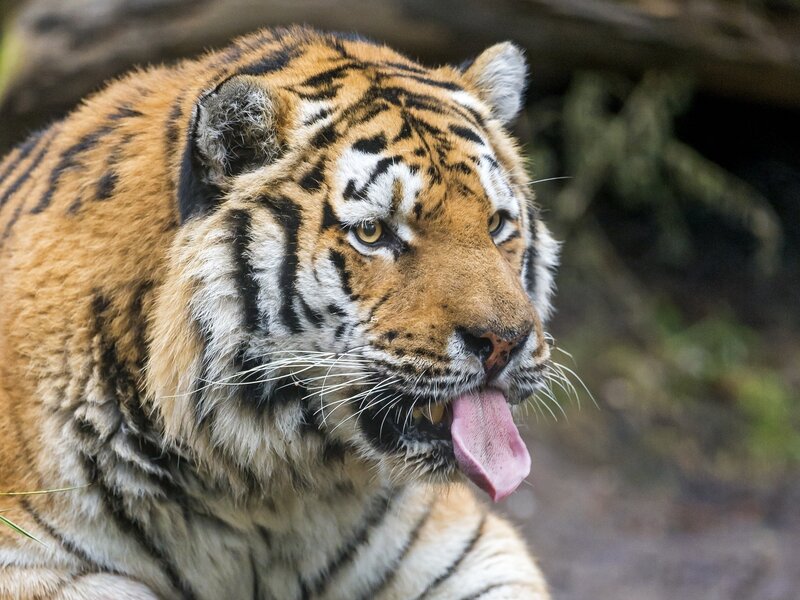 Tiger with Tongue Out — Orange, Alert