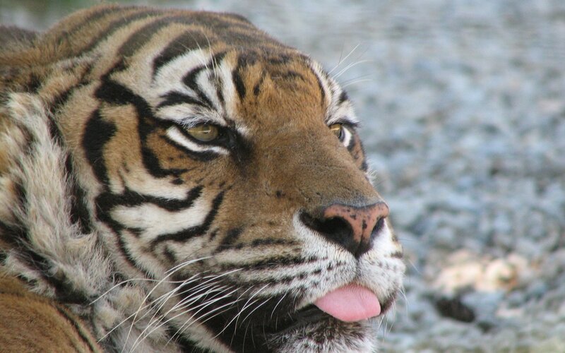 Tiger with Tongue Out — Orange, Calm