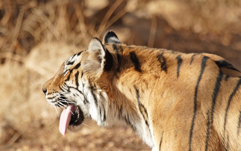 Tiger with Tongue Out — Orange