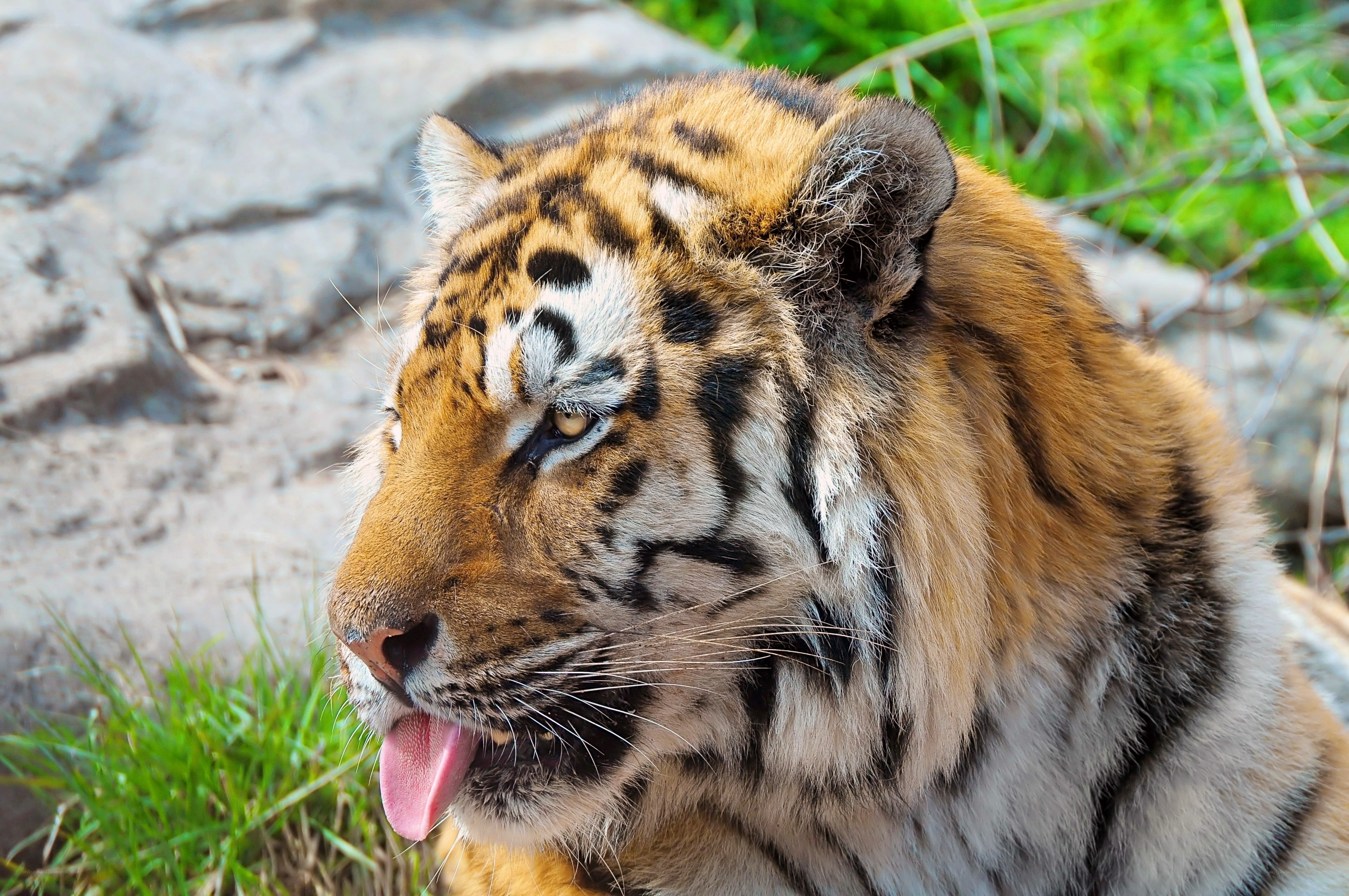 tiger with tongue out