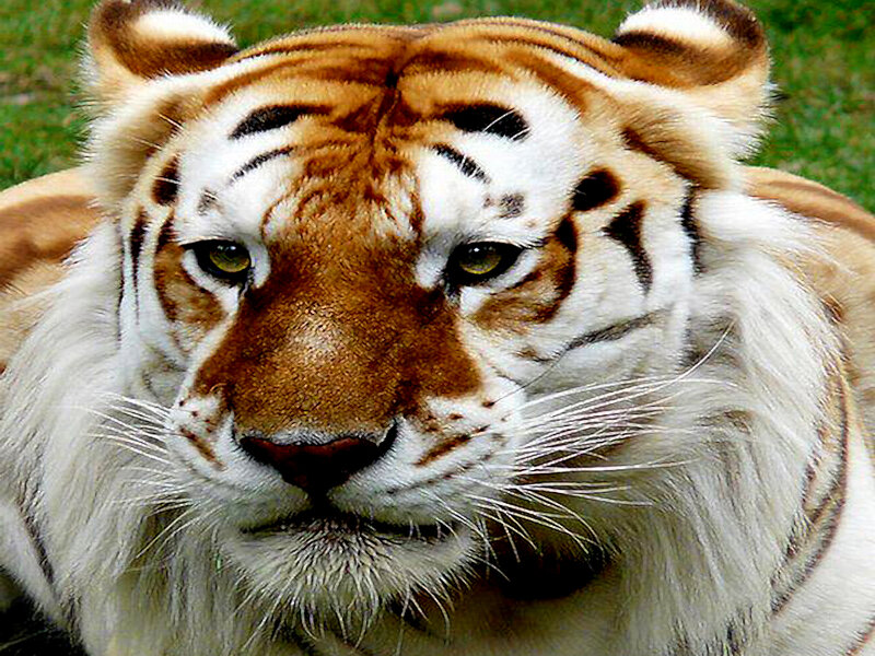 Tiger with White Fur