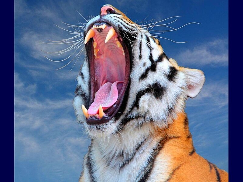 tiger yawning against blue sky