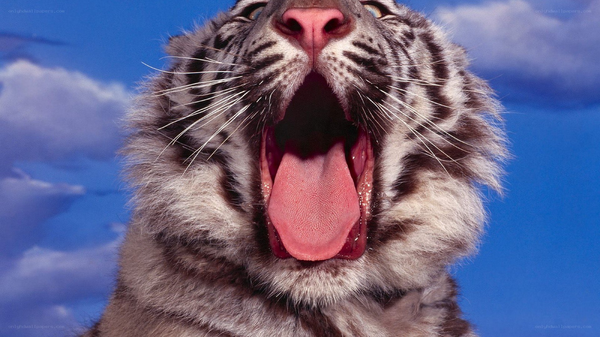 tiger yawning against blue sky