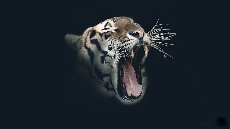 Tiger Yawning — Black, Dramatic, Digital Art
