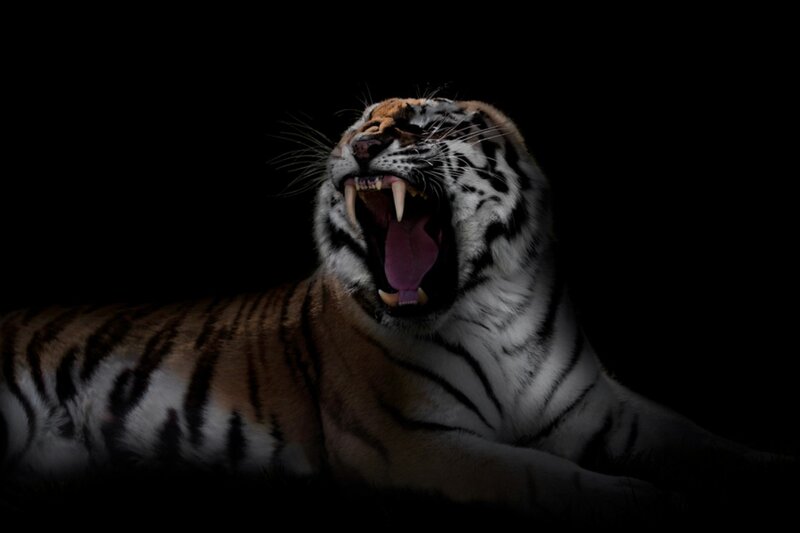 Tiger Yawning — Black, Dramatic, Night