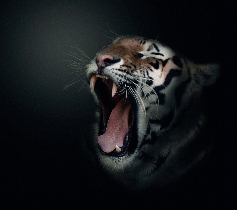 Tiger Yawning — Black, Dramatic, Photograph, Mouth, Teeth