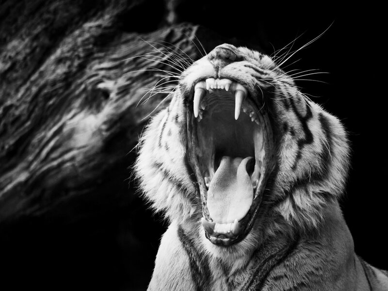 Tiger Yawning — Black, Dramatic, Photograph, Mouth