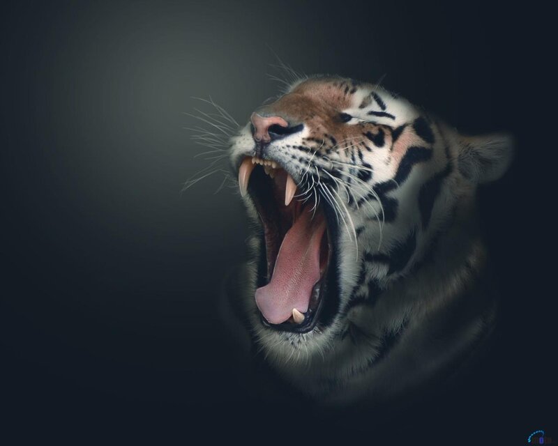 Tiger Yawning — Black, Dramatic, Photograph