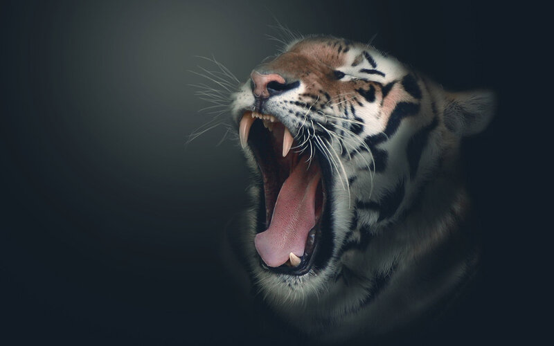 Tiger Yawning — Black, Dramatic