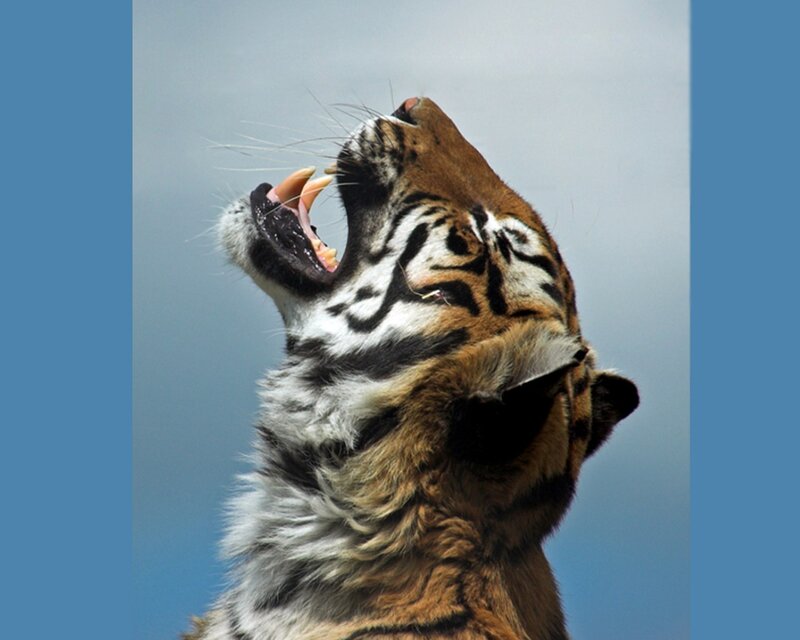 Tiger Yawning — Blue