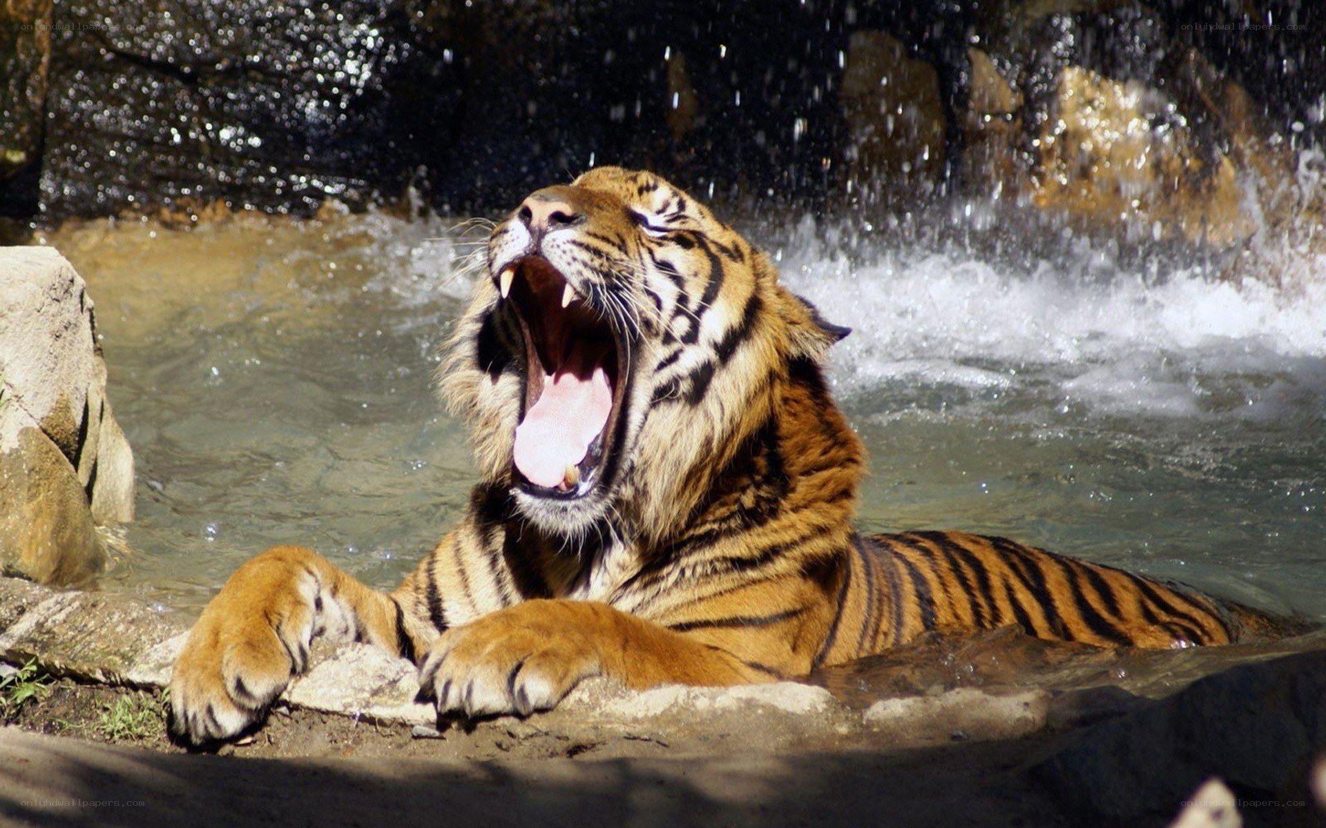 Tiger yawning by waterfall