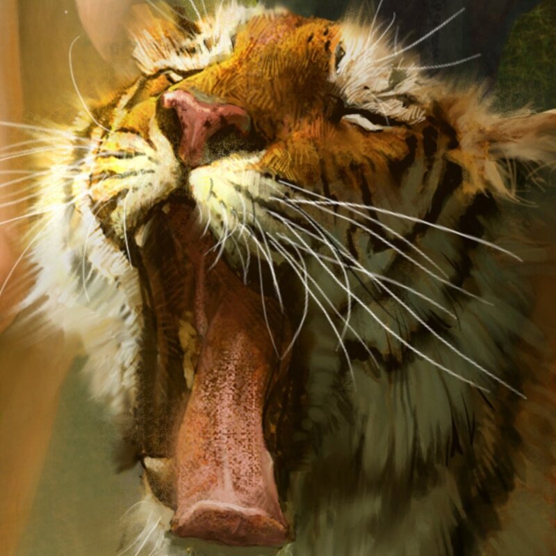 tiger yawning close-up