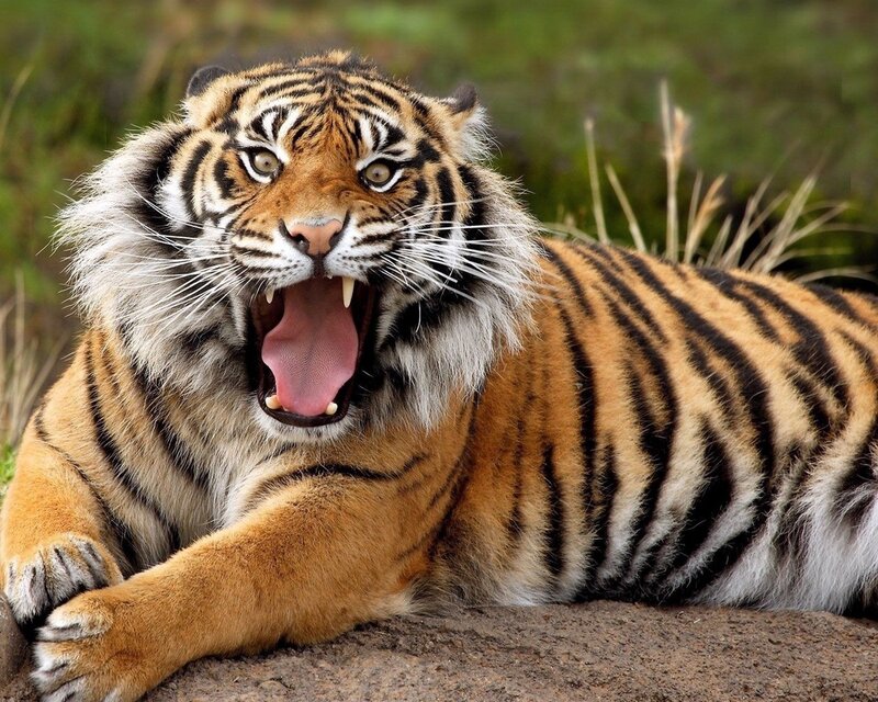 Tiger Yawning — Grass
