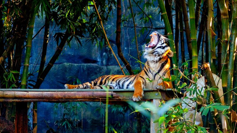 Tiger Yawning in Bamboo