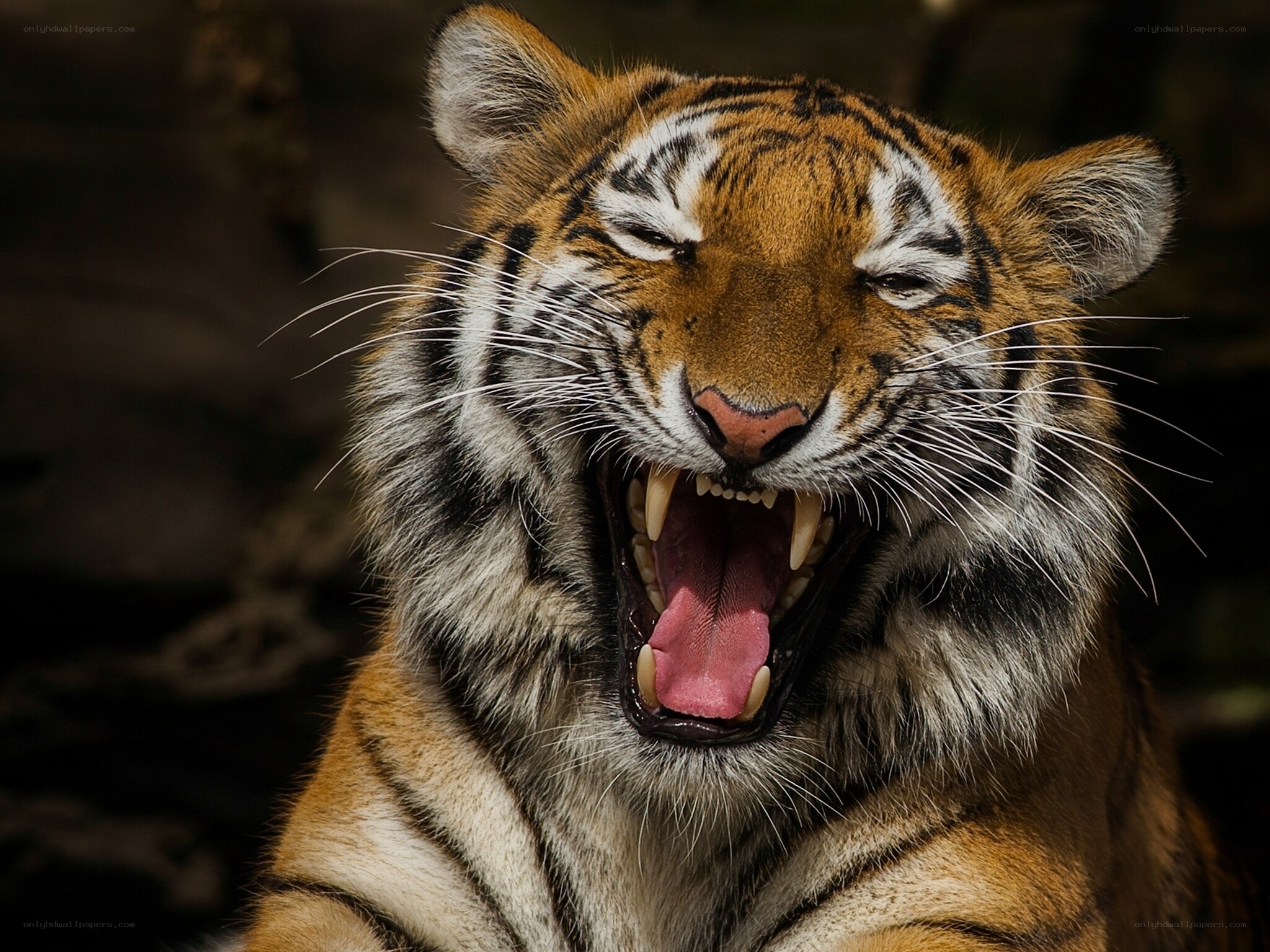 tiger yawning in close-up