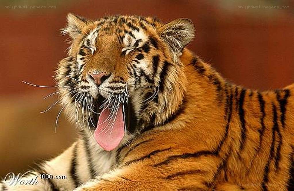 tiger yawning in close-up