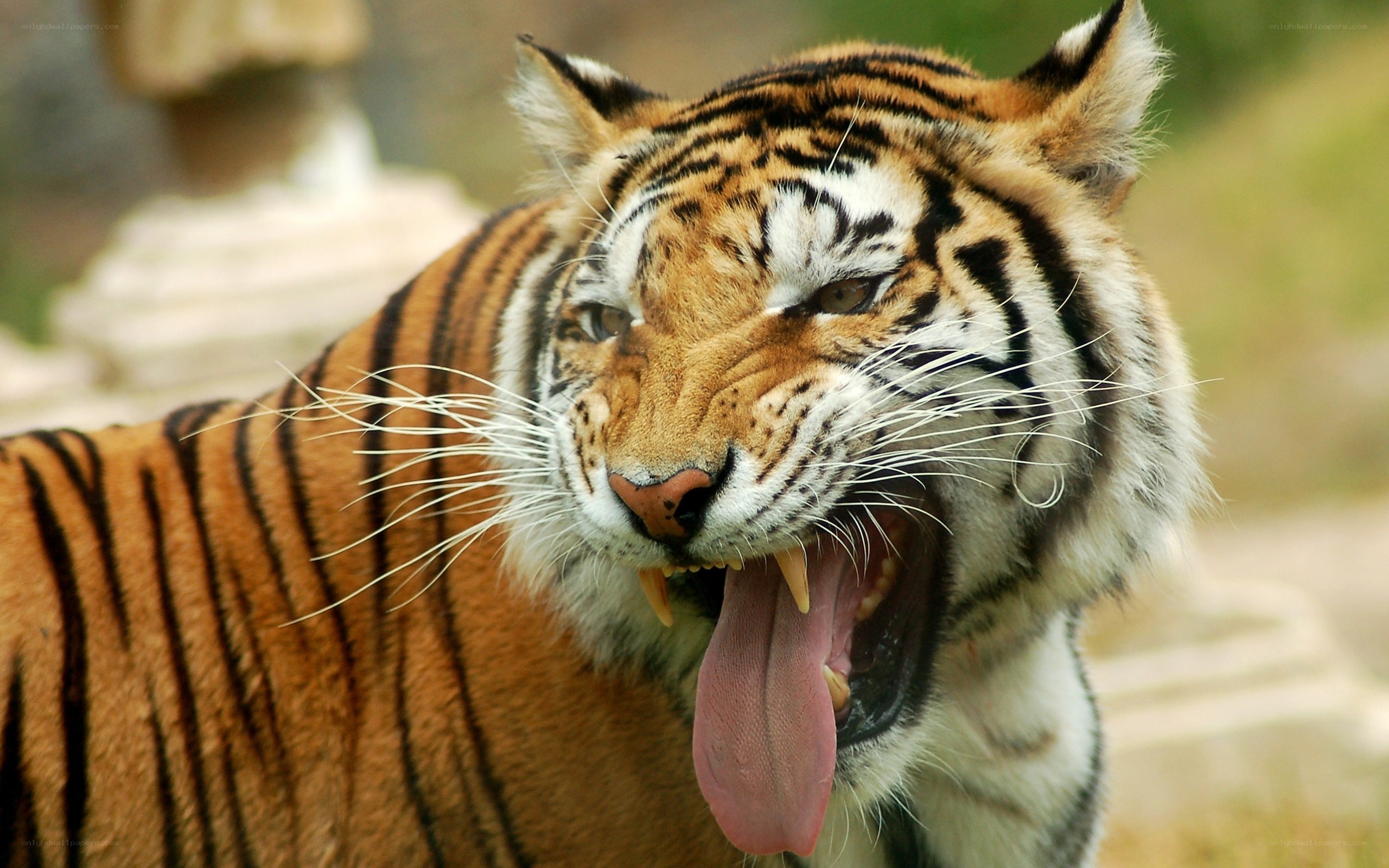 tiger yawning in close-up
