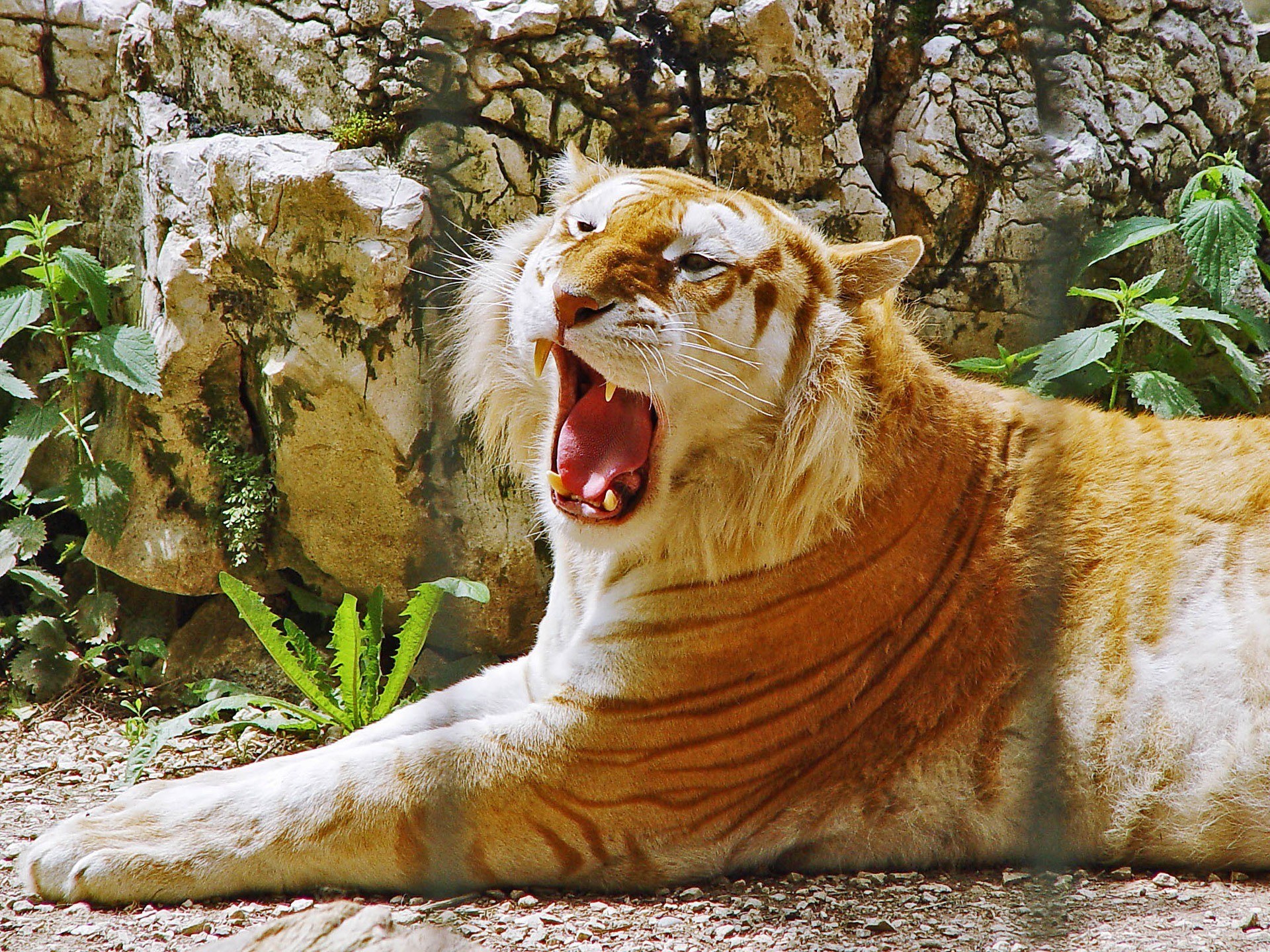 tiger yawning in enclosure