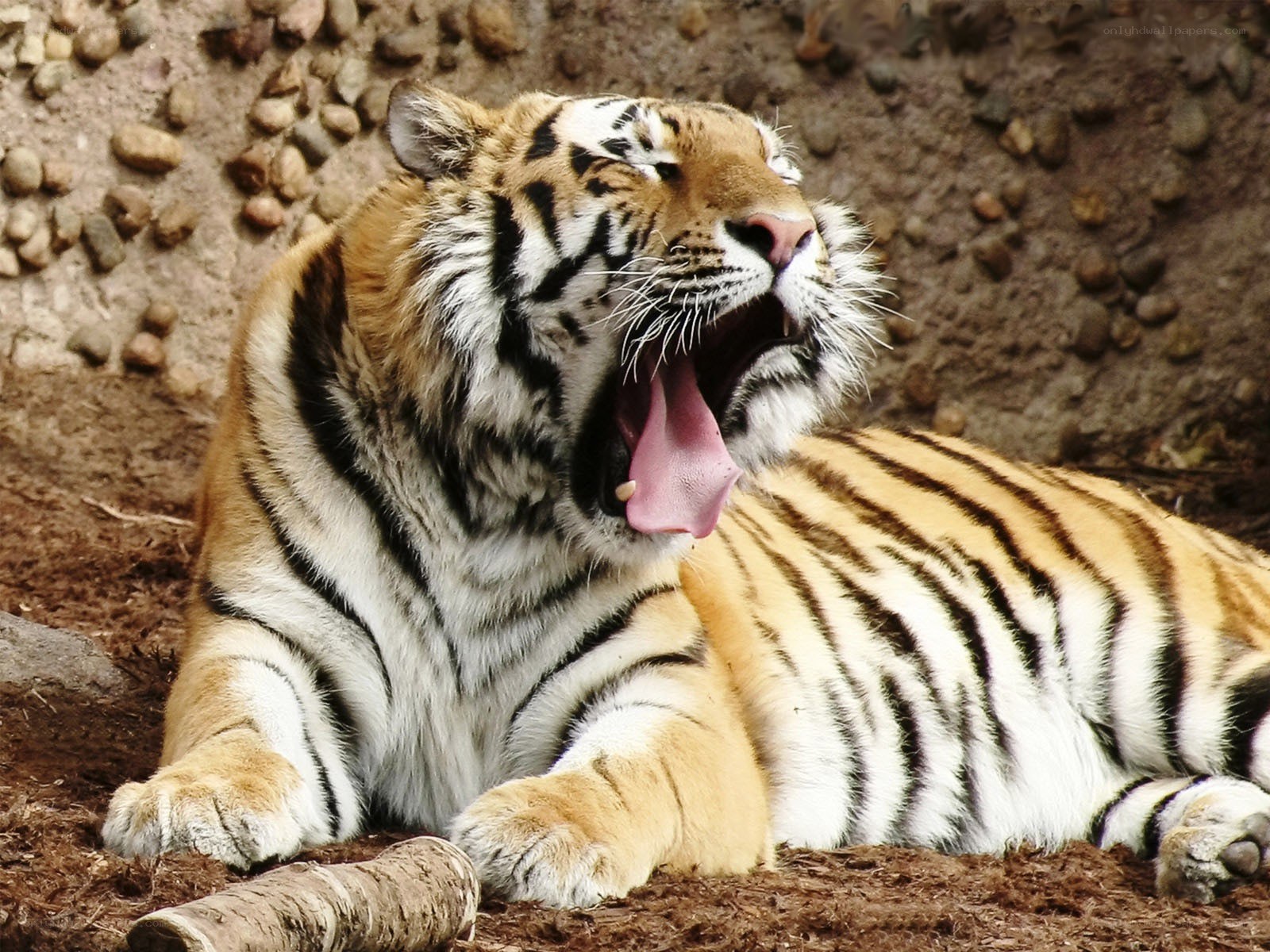 tiger yawning in enclosure