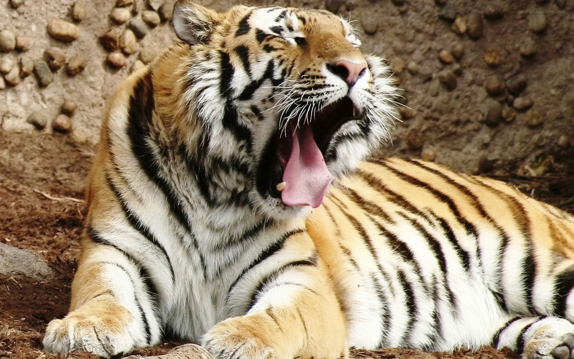 tiger yawning in enclosure