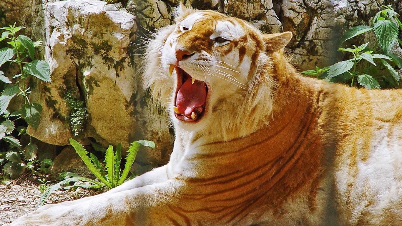 tiger yawning in enclosure