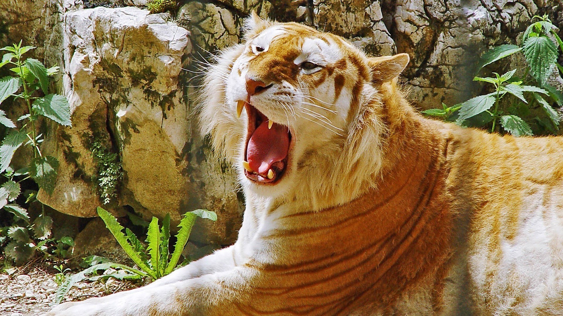 tiger yawning in enclosure