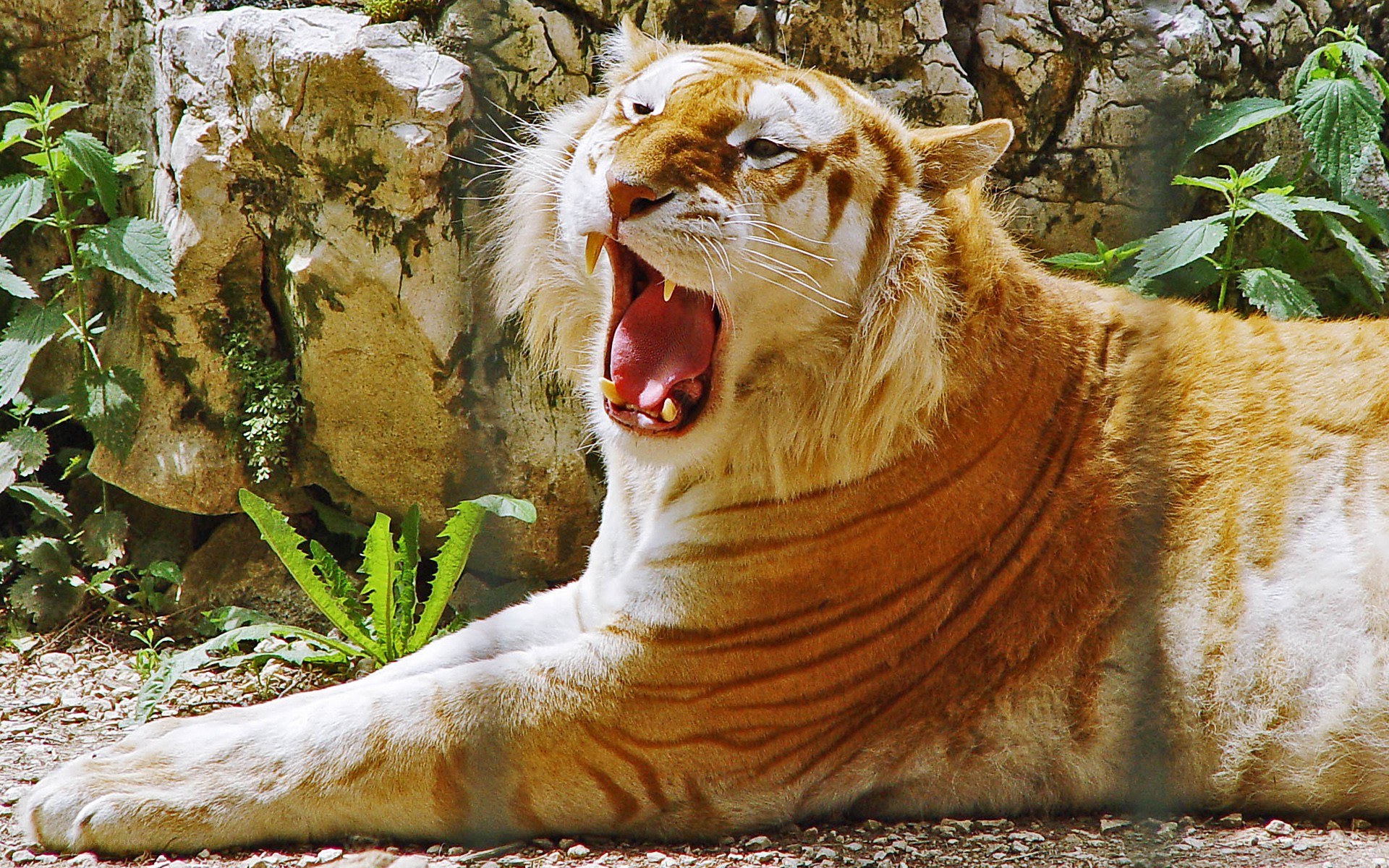 tiger yawning in enclosure