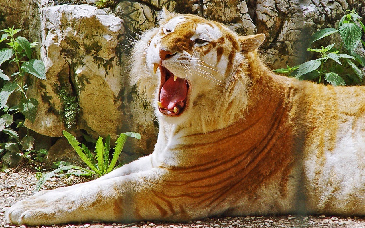 tiger yawning in enclosure