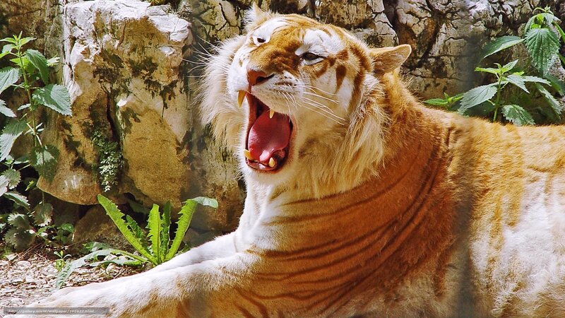 tiger yawning in enclosure