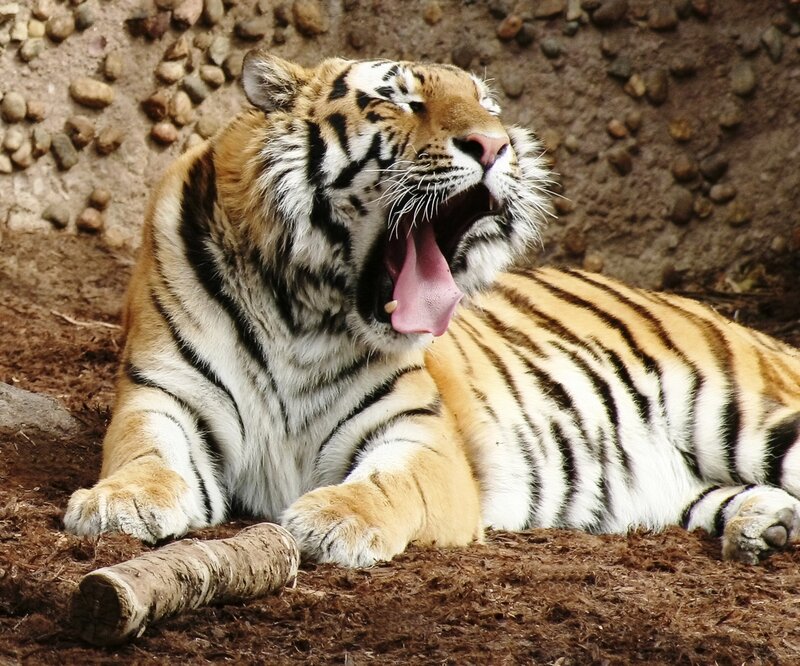tiger yawning in enclosure