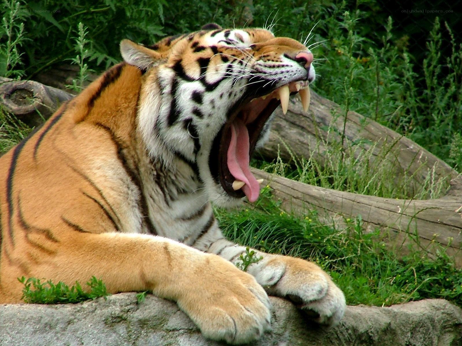 tiger yawning in enclosure