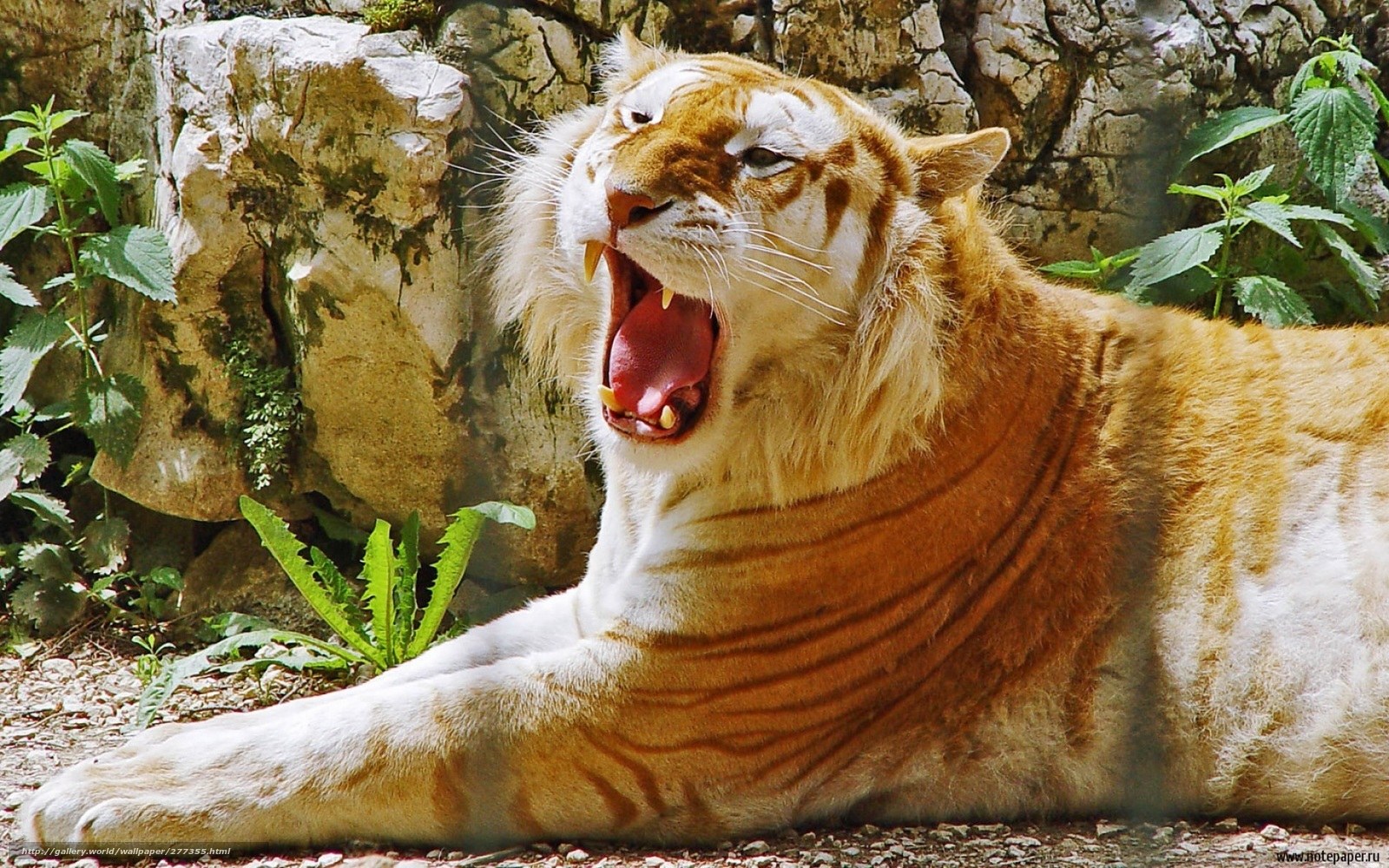 tiger yawning in enclosure