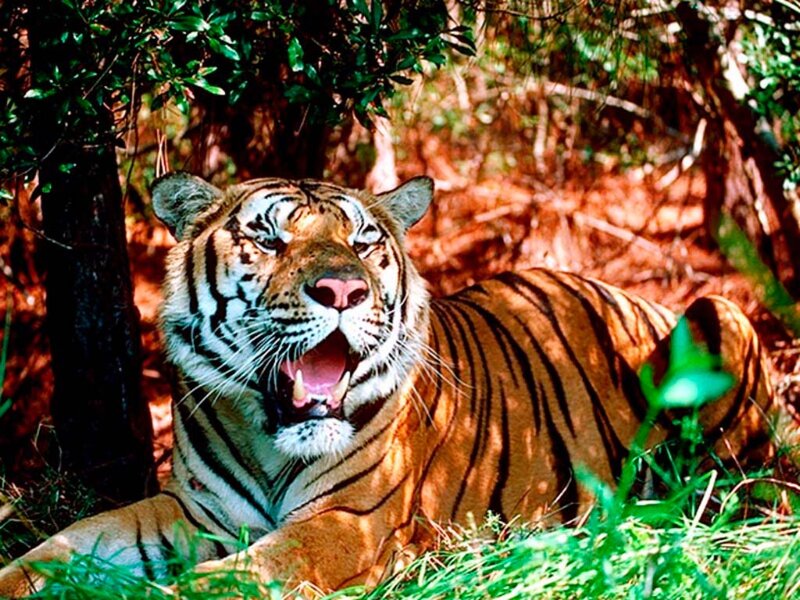 Tiger Yawning in Forest — Orange