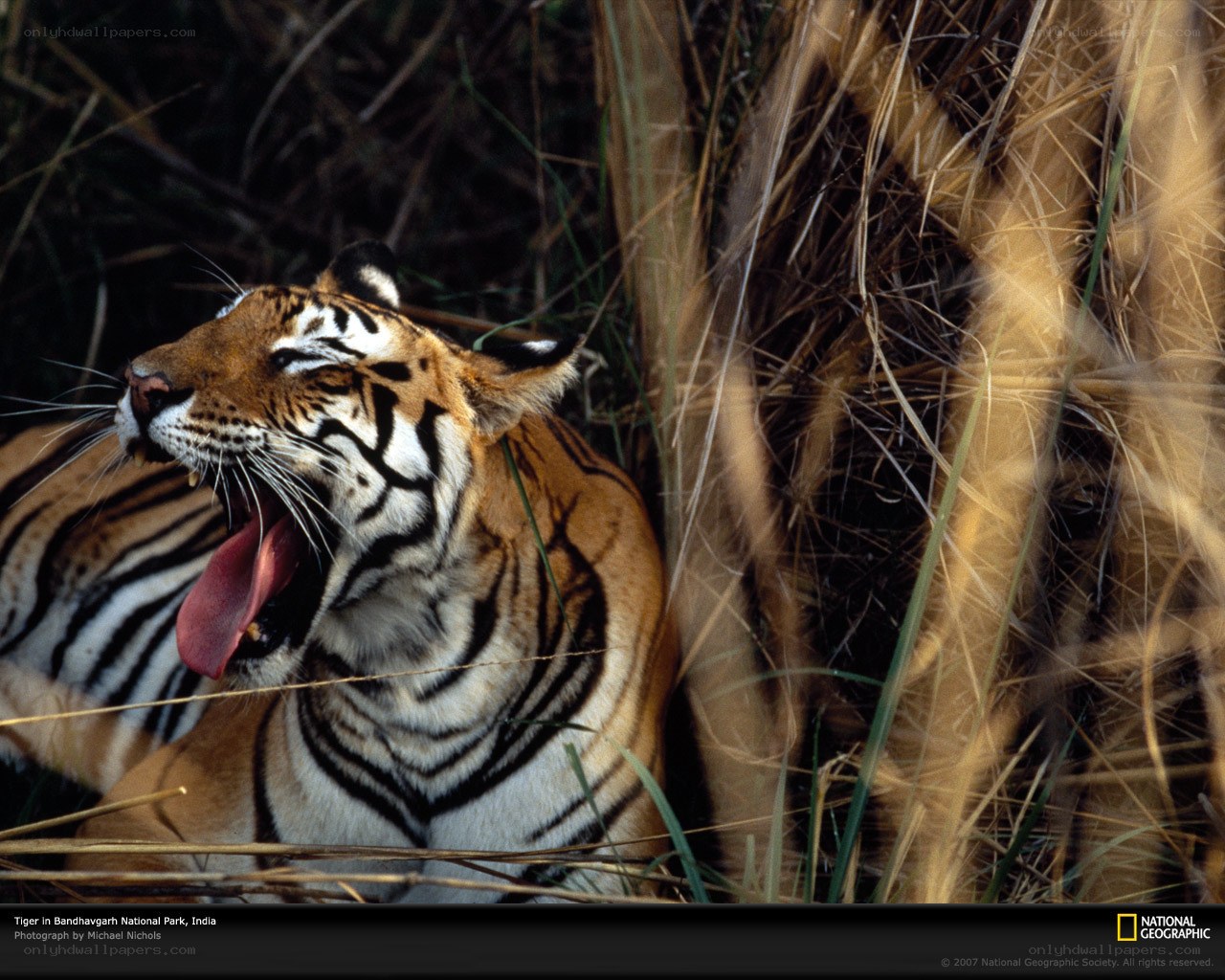 Tiger yawning in grass