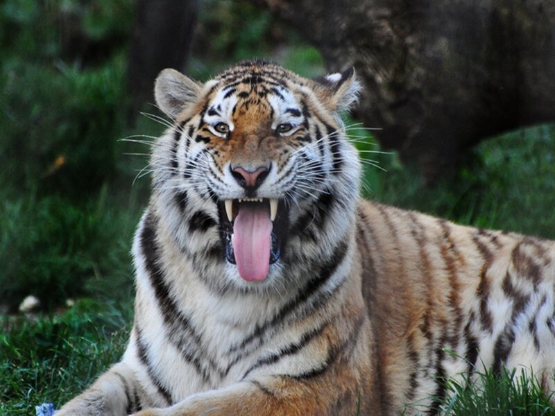 tiger yawning in grass