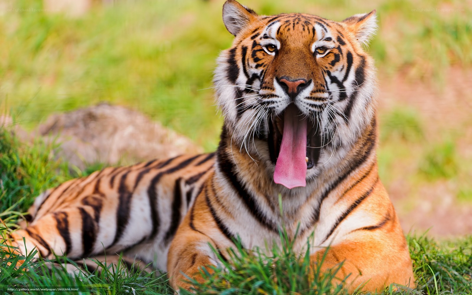 tiger yawning in grass