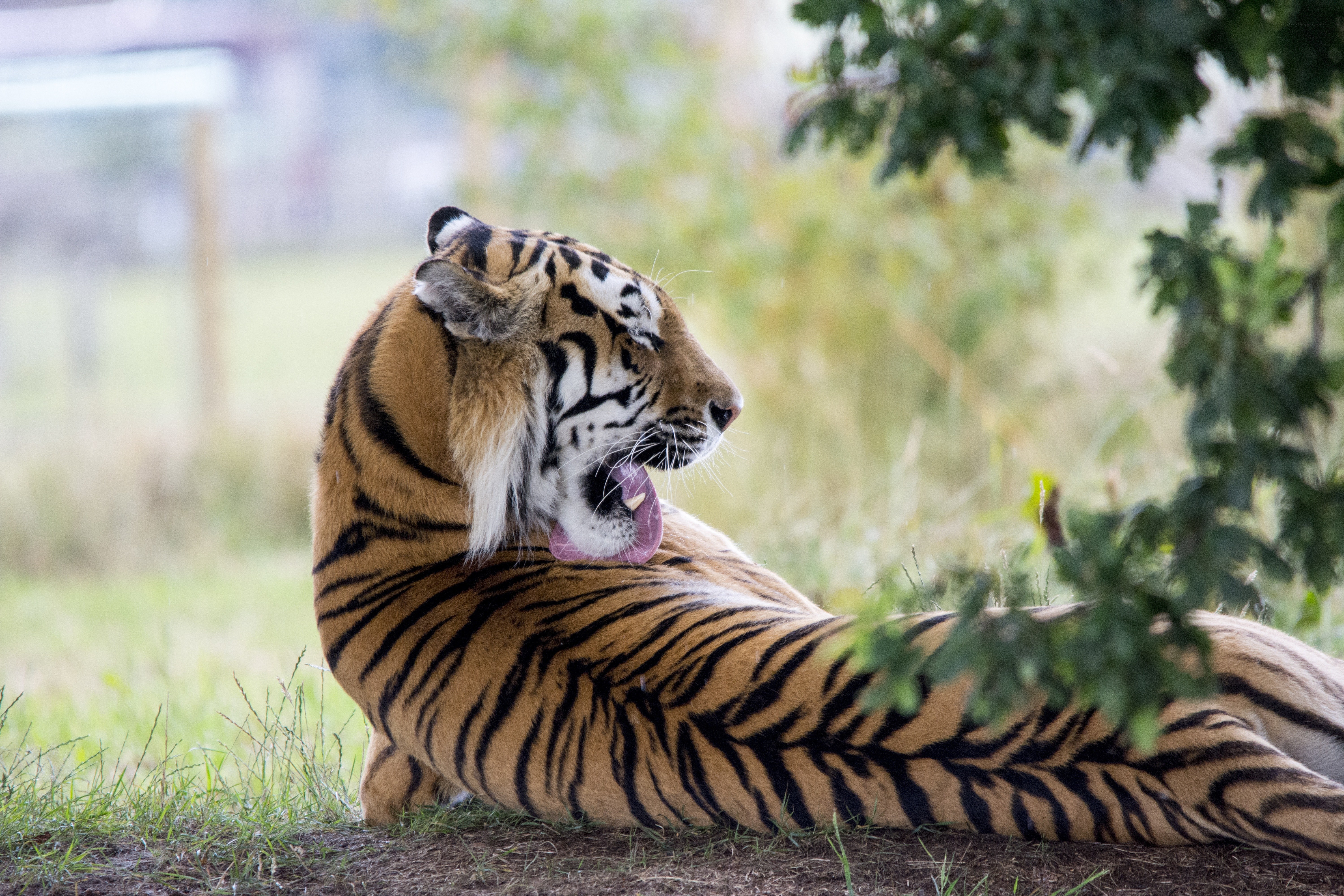 Tiger yawning in grass