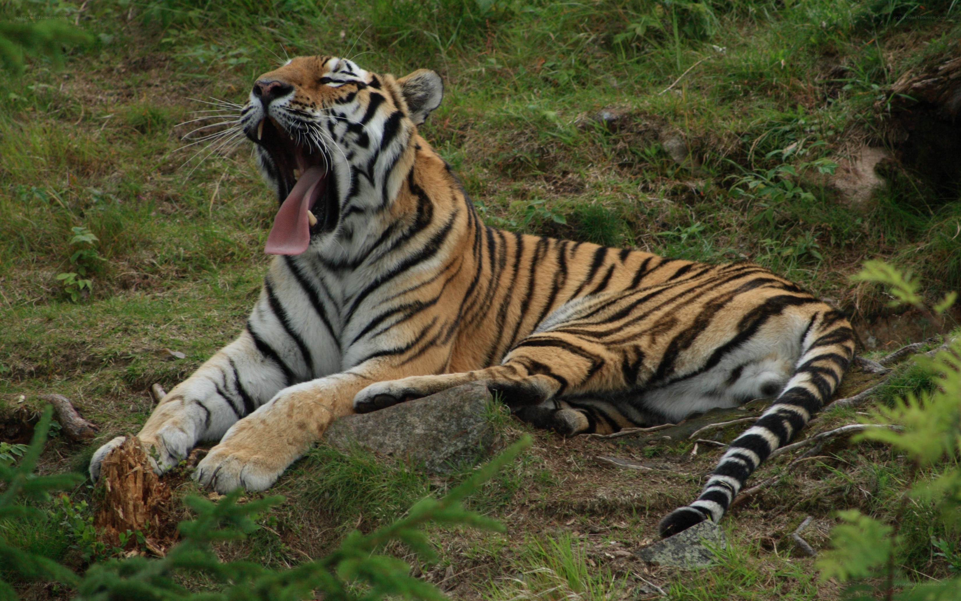 tiger yawning in grass
