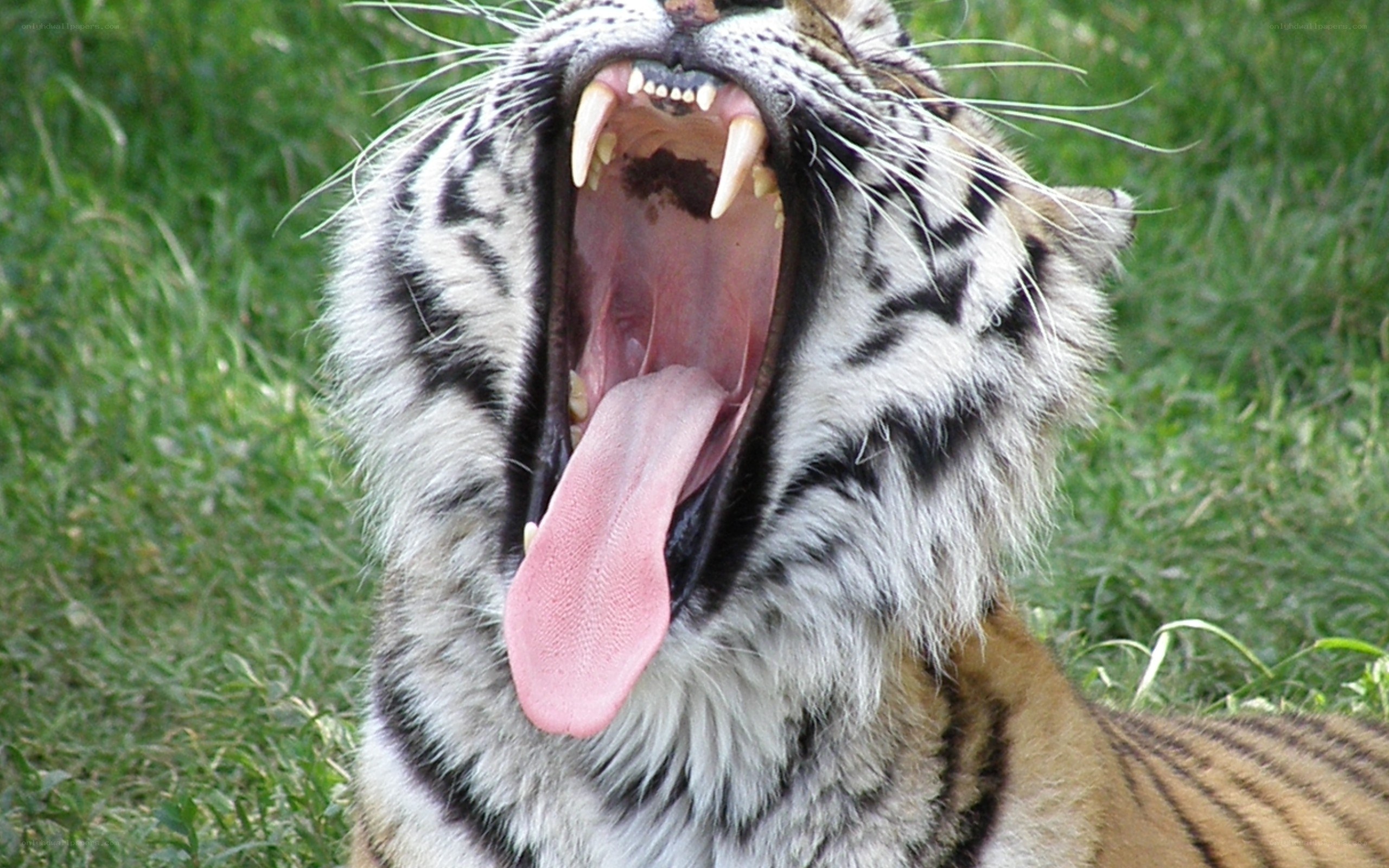 tiger yawning in grass