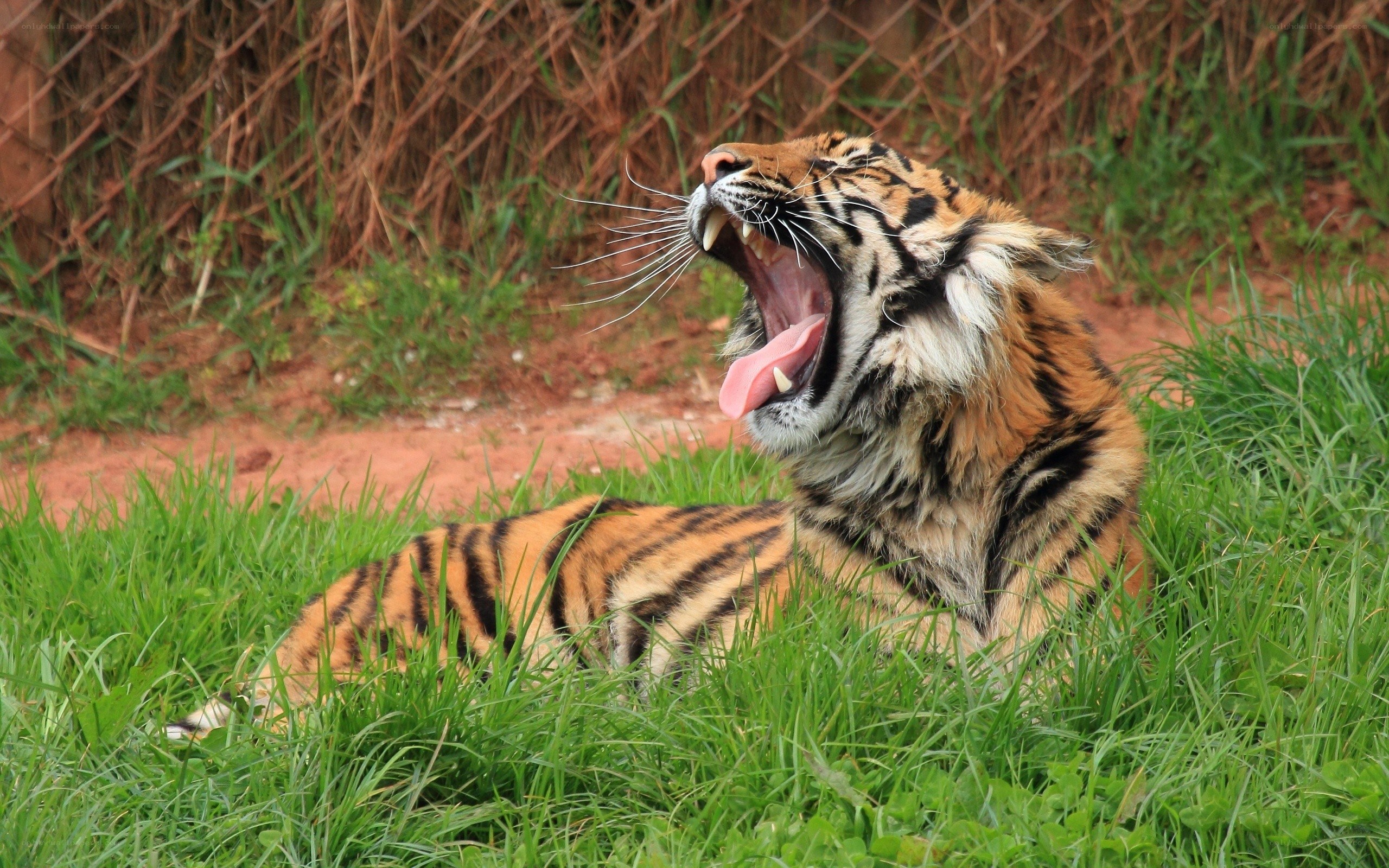 tiger yawning in grass