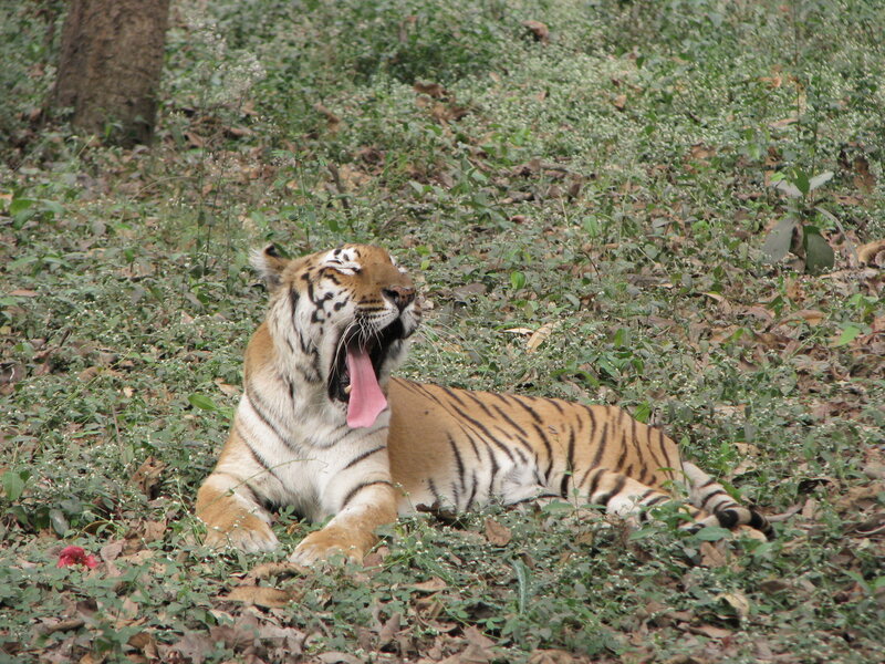 Tiger Yawning in Grass — Brown