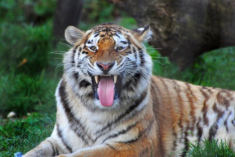 Tiger Yawning in Grass — Orange, Alert