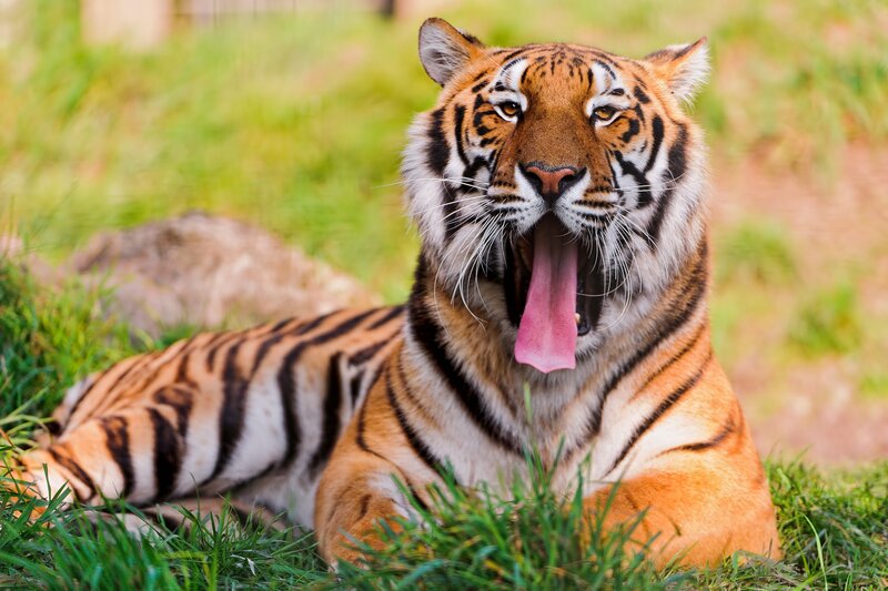Tiger Yawning in Grass — Orange, Calm, Afternoon, Photograph, Rock