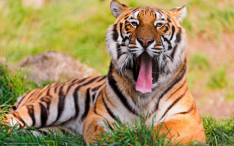 Tiger Yawning in Grass — Orange, Calm