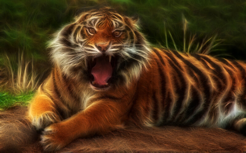 Tiger Yawning in Grass — Orange, Dramatic