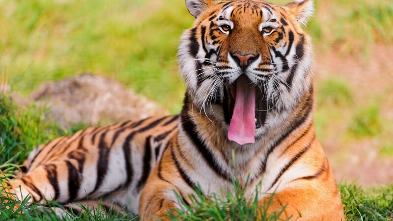 Tiger Yawning in Grass — Orange