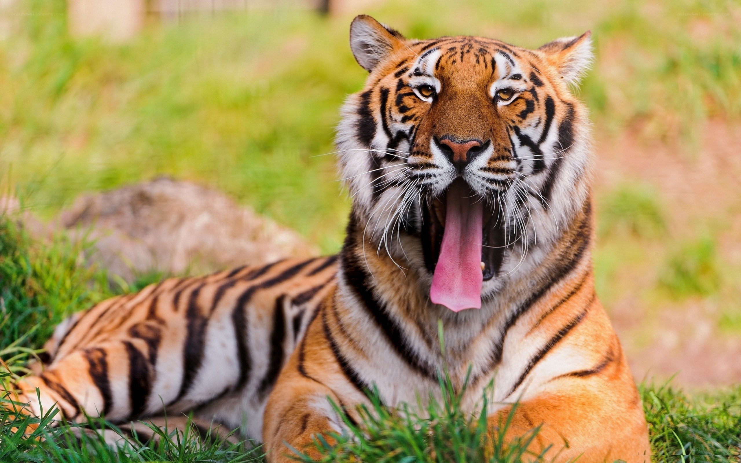 Tiger yawning in grass