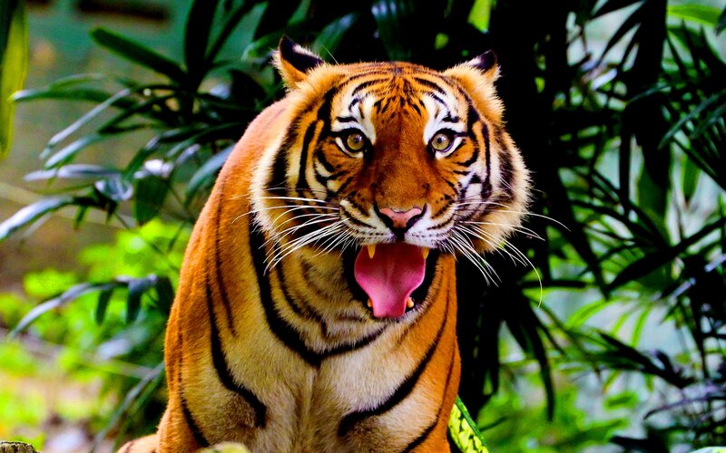 Tiger Yawning in Jungle