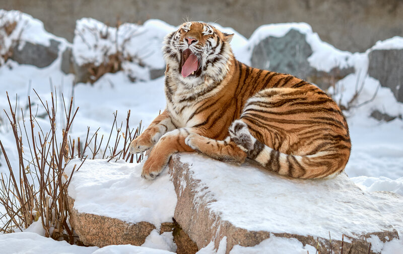 Tiger Yawning in Snow — Orange